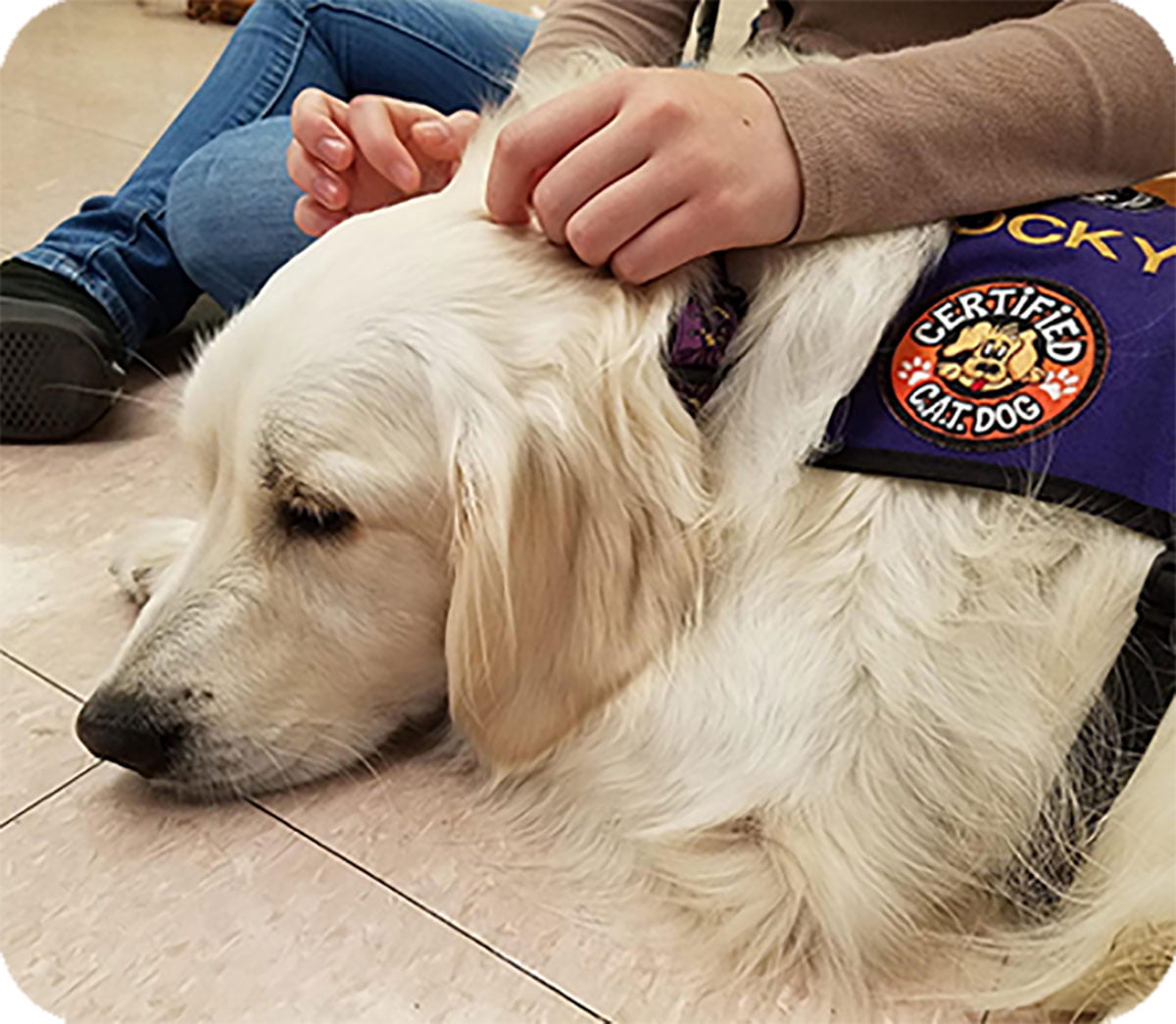 Canineassistedtherapy Featured3